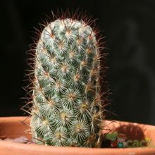A photo of Mammillaria microhelia
