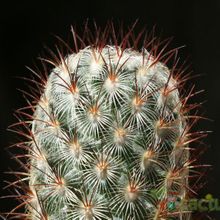 A photo of Mammillaria microhelia