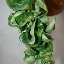 Una foto de Hoya compacta