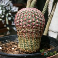 Una foto de Echinocereus rigidissimus ssp. rubispinus