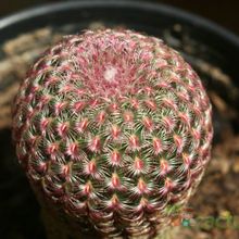 Una foto de Echinocereus rigidissimus ssp. rubispinus
