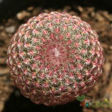 Una foto de Echinocereus rigidissimus ssp. rubispinus