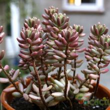 A photo of Sedum rubrotinctum cv. aurora