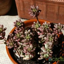 A photo of Sedum rubrotinctum cv. aurora