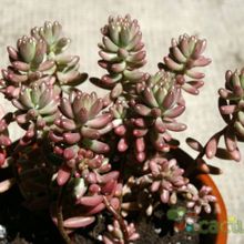 A photo of Sedum rubrotinctum cv. aurora