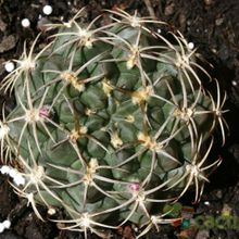 A photo of Gymnocalycium marsoneri