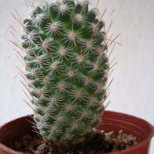 Una foto de Mammillaria haageana ssp. elegans