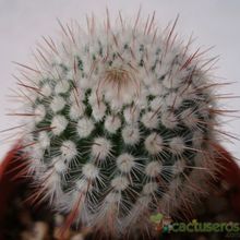 A photo of Parodia scopa