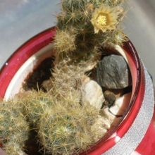 Una foto de Mammillaria prolifera ssp. multiceps