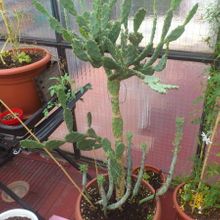 A photo of Opuntia auberi