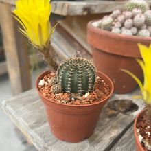 Foto de un cactus que se está identificando actualmente