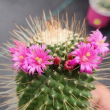 Mammillaria spinosissima fma. unpico