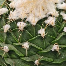 Foto de un cactus que se está identificando actualmente