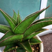 Foto de un cactus que se está identificando actualmente