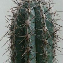 A photo of Pilosocereus tweedyanus