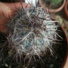 A photo of Pilosocereus tweedyanus