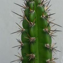Una foto de Cereus diffusus