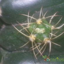 Una foto de Gymnocalycium anisitsii ssp. damsii cv. Multiproliferum