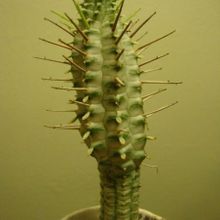 Una foto de Euphorbia mammillaris fma. variegada