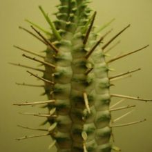 Una foto de Euphorbia mammillaris fma. variegada