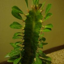 A photo of Euphorbia trigona