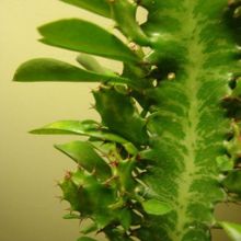 Una foto de Euphorbia trigona