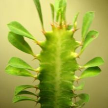 Una foto de Euphorbia trigona