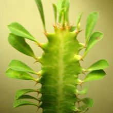 A photo of Euphorbia trigona