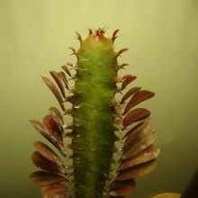 A photo of Euphorbia trigona var. rubra