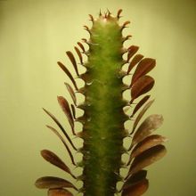 A photo of Euphorbia trigona var. rubra