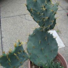 A photo of Opuntia dillenii