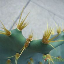 A photo of Opuntia dillenii