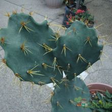 A photo of Opuntia dillenii