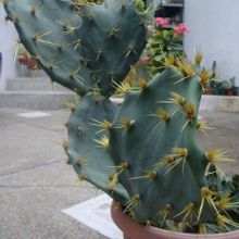 A photo of Opuntia dillenii