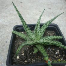 A photo of Aloe rauhii