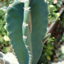 A photo of Cereus jamacaru