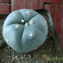 A photo of Lophophora williamsii