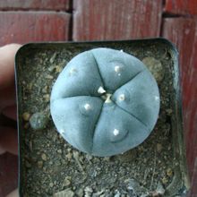 A photo of Lophophora williamsii