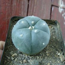 A photo of Lophophora williamsii