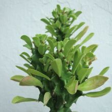 Una foto de Euphorbia undulatifolia