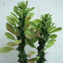 Una foto de Euphorbia undulatifolia