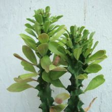 Una foto de Euphorbia undulatifolia