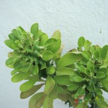 Una foto de Euphorbia undulatifolia