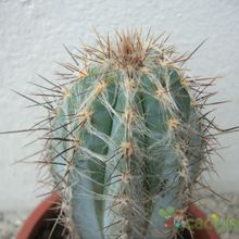 A photo of Pilosocereus tweedyanus