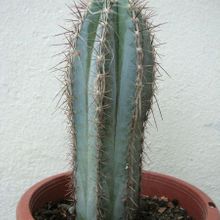 A photo of Pilosocereus tweedyanus