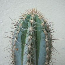 A photo of Pilosocereus tweedyanus