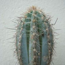 A photo of Pilosocereus tweedyanus