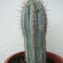 A photo of Pilosocereus tweedyanus