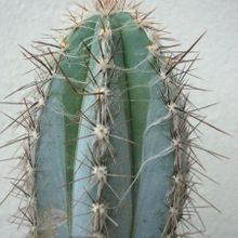 A photo of Pilosocereus tweedyanus