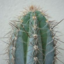 A photo of Pilosocereus tweedyanus